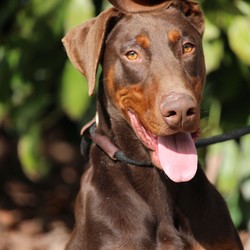 Adopt a dog:Sensei/Doberman Pinscher/Male/Adult,Cute right? This adorable guy is Sensei and he is finally ready to start the search for a forever home. Ironically enough, Sensei actually needs a sensei or in another words...a teacher. We aren't sure he has a lick of training but we know an experienced and calm owner could do wonders with him. He has mellowed a lot in the last few weeks, a far cry from the emaciated wild child that showed up from the animal shelter. Honestly, he was tough to handle and all over the place at first but he has settled in and become a willing student. We aren't sure if he has any doggie social skills yet but we do know he has some reactivity on leash (common in our breed) so he will need a little work in order to go for walks in the neighborhood. He won't be the right addition for a lot of people but for the right home, Sensei could be an amazing companion. Affectionate, smart and perfect for people who love to be active...absolutely full of potential.