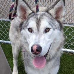 Adopt a dog:Brooke/Siberian Husky/Female/Adult,We rescued this adorable 3 year old (as of June 2020) girl and she would love a forever home to call her own.  She is sweet with people and dogs, and she loves to play with toys and take a dip in the pool. She will need a home with its secured private yard. For more info on this dog, please call PET ADOPTION FUND rescue and adoption center between 1:00 and 5:00 p.m. Tuesday through Sunday (closed Mondays) at (818) 340-1687 or (818) 340-1186.