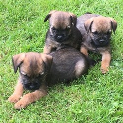 BORDER TERRIER PUPPIES,VET CHECKED WITH HEALTH REPORT/BORDER TERRIER/Mixed Litter/8 weeks,*** READY TO GO NOW***                                                           
 PURE BRED BORDER TERRIER PUPS,
MUM IS K.C reg & DAD IS A PURE SOLID BORDER.
VET CHECKED WITH HEALTH REPORT,MICRO-CHIPPED, Ist VAC GIVEN. THEY HAVE BEEN BORN & BRED IN THE COUNTRY-SIDE & WOULD LIKE TO SEE THEM GO TO ACTIVE OUTDOOR HOMES WITH LOTS OF FREEDOM.MUM HERE TO SEE WITH HER LITTER.
THE PUPS ARE A PROPER STAMP OF THE OLD BREED BORDERS ! ***READY TO GO NOW ***