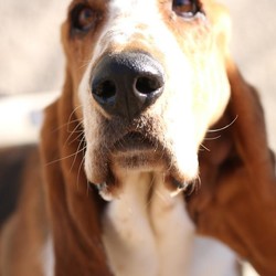 Adopt a dog:Opus/Basset Hound/Male/Adult,Opus was a Craigs List Hound, and his rescuer worked with him until it became obvious that it was not working out.  Opus is a good hound, typical of bassets - stubborn, headstrong and playful - yet he will require an adoptive home with training skills. Opus has some collar line issues and while he likes to be pet he has no-no spots that change frequently. If you are interested in Opus, please visit our website at www.daphneyland.com and complete an adoption application.