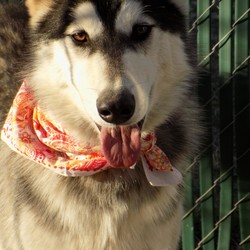 Adopt a dog:CAESAR/Siberian Husky/Male/Young,NOW about 14 months


GENRL INFO:
WE do NOT adopt outside the State of CA
We make appoints AFTER receiving the application
We do NOT have open house hours

We CAN NOT hold dogs for future pickup dates 

The questions asked from Petfinder is NOT OUR APPLICATION. It is merely a contact req.

You can find our APPLICATION on our website at:
huskyhavenofla.org 

If you are NOT willing to come to the kennel in Palmdale in the NEXT TWO wks to ADOPT,pls do NOT send in an application

If ANY of the following apply to you, pls EMAIL us FIRST and do NOT send in an application:

YOu to NOT have a yard or you do NOT have a fenced yard OR
your fencing is NOT a minimum of FIVE feet ( SIX IS BETTER) ALL the way around the yard i e in EVERY portion and section (including the gates)

You have an inground pool which is NOT fenced off 

If you have a CAT or SML DOG 35lbs or less

If you LIVE with someone else who is the owner of the house

If you are not an adult

QUESTIONS?
EMAIL: huskyhavenofla@hotmail.com