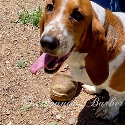 Adopt a dog:Bo Woods/Basset Hound/Male/Young,Bo Woods had a rough start to life. He jumped homes multiple times before he landed here with us at Daphneyland. We are working on behavioral issues that he has gained over time from bouncing around multiple homes. Bo Woods is a handsome boy but needs a very specific type of home; no men in the home, no other animals and someone who will have to work with a trainer of our choosing. Since Bo Woods will need to work with one of our trainers we will need someone who is local to the Southern California area. If you think Bo Woods or any of the 50+ hounds here at Daphneyland would be a good fit for you submit an adoption application at www.daphneyland.com