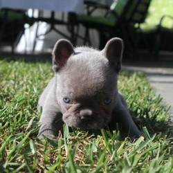 Pedigree French bulldog puppies/French Bulldog/Male/Female/Younger Than Six Months,2 boys available to loving forever homes!!! Visual lilac 