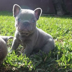Pedigree French bulldog puppies/French Bulldog/Male/Female/Younger Than Six Months,2 boys available to loving forever homes!!! Visual lilac 