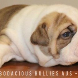 Adopt a dog:Male - British Bulldog Puppy/British Bulldog//Younger Than Six Months,Hi,We’re located in Sydney. We can put you in contact with pet transportation if required.Bullseye- $6000-Bullseye is starting to show such a curious, funny and playful personality. He enjoys human interaction and is very cheeky with his litter mates.Mum & Dad feature in last 2 photos.He will be ready for his new home on 30th of August.Puppies come with:6weeks free pet insuranceMicrochipped and vaccinatedUp-to-date wormingPuppy packFull registration with MDBAMDBA # 14608PREFIX # BelBaciousBull
