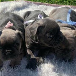 Adopt a dog:french bulldog puppy/French Bulldog//Younger Than Six Months,taking express of interest on these puppies they will be available on the 20/8/20i have available 6 puppiesblue fawn/blue fawn tan males $6500 pet price1xblue fawn/tan female (pink ribbon) $8500 mains1xblue female (purple ribbon)all pups will be regularly wormed and microchippedregistered breeder with MDBA#15530