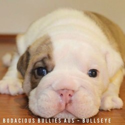 Adopt a dog:British Bulldog Puppies/British Bulldog/Male/Female/Younger Than Six Months,British Bulldog Puppies looking for their FURever home.GirlsJesse- NFSGabby Gabby- $10,000BoysRex- RESERVEDWoody- $8000Buzz- $8000Bullseye- $6000Slinky- $6000DNA testing has been sent off and expected back within 3-4weeks.DOB: 05.07.2020Ready for new home: 30.08.2020Location: Colyton NSWPuppies come with:6weeks free pet insuranceMicrochipped and vaccinatedUp-to-date wormingPuppy packFull registration with MDBAParents DNA & Pedigree available upon request.Facebook: Bodacious Bullies AustraliaMDBA # 14608PREFIX # BelBaciousBull