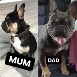 Pedigree French Bulldogs/French Bulldog//Younger Than Six Months,Pedigree French Bulldogs AVAILABLE from the 19th AugustSmall local breeder registered with MDBA #18788We have 8 gorgeous purebred French Bulldog pups available to go to their forever home from the 19th August.All pups will be come:VaccinatedMicrochippedWormed (2,4,6 & 8 weeks)Vet CheckedLimited Pedigree Papers with MDBAStarting price $5,000Blue & Tan Male $6,500–> AVAILABLEBlue & Tan Female SOLDBlack & Tan Female SOLDBlack & Tan Female SOLDBlack & White Pied with Tan Points Male SOLDBlack & White Pied with Tan Points Female SOLDBlack & White Pied with Tan Points Female SOLDBlack & White Pied with Tan Points Female SOLDPhoto of Mum & DadMum: Black & Tan, carries ChocDad: Black & Tan, carries Blue & CreamFeel free to contact myself for further information. Alternatively, you can check out of Instagram page @oneeightsevenkennels for more photos & videos