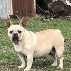 Adopt a dog:French bulldog/French Bulldog//Older Than Six Months,Jodzspud have this beautiful solid black male available.Aa black, carrying choc, cream, fawn and DNA pending for blue and tan.He will be available on mains for $7000 as he would be a perfect stud, carrying all the colours.Ready to leave early September$6000 petLocated SydneyMDBA 13843