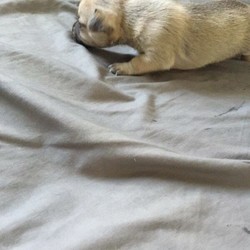 Chihuahua /Chihuahua (Smooth Coat)//Younger Than Six Months,Pup was born on 9/7/2020only 1 boy leftDad is Chihuahua cross pugMum is chihuahua cross papillonThese breed are very royal andmake great watch dogPuppies come with microchiped,Vaccinated and vet checkedBIN0000651074142RPBA Breeder Number 1514Please call or text on my mobile onlyI won’t reply on gumtree messagesThere is someone keep annoying me on gumtree messages.
