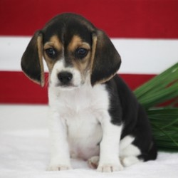 Tank/Beagle/Male/,Wow! Tank is simply precious! You just can't go wrong choosing him. He's the breed's true definition! Tank is ready to shell out all the love he can. This cutie comes up to date on vaccinations and vet checked to help make his transition from our home to yours an easy one. What more could you ask for? Whether playing with the kids or lounging on the couch with you, Tank will surely make your family complete!