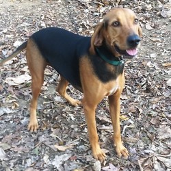 Adopt a dog:Hank (Pokie Mon)/Coonhound/Male/Adult,**WE ARE ALWAYS IN NEED OF FOSTER HOMES**  Homeward Bound Dog Rescue is an all volunteer rescue organization and all our dogs and puppies are in foster homes - we are not a shelter and do NOT have a facility where we house our dogs. For adoption information go to: www.homewardbounddogrescue.com.  You must fill out an application online as we do NOT accept applications at our clinics.

Hi, this is Handsome Hank the Hound.  I am a 4 year old Coonhound and weigh about 70lbs.  Fully house trained, cute and lovable…and did I mention that I am incredibly handsome?  I’m also pretty proud of my vocal chords…when the need arises, I will treat you to a loud rendition of that famous hound howl.  For this reason I can’t be living in an apartment or densely populated neighborhood!

But just so you know, even though I’m loud sometimes, I can also curl up in a little ball and be as quiet as a mouse, especially at night!

I love playing with other dogs, running around my foster’s backyard where, unlike most hounds, I make no effort to escape! I currently live with two cats, one of which is my special friend but the other one doesn’t like me so much.  Oh and BTW, I am not a fan of very young kids as they pull my tail and that hurts so it is best that I avoid them completely.
 
So if you are a true hound lover with some space around you who is looking for an adorable, sweet boy with all those endearing hound ways, have a chat with my foster as I might just be the right guy for you!


Our adoption clinics are at our new facility in Schenectady on John Street, directly behind Boulevard Bowl (Erie Boulevard) every Saturday from 10 am to 1 pm (directions are on our website). We require an approved application before we consider anyone for an adoption - so filling out the application is your first step. We do NOT accept applications at our clinics, they MUST be filled out online before coming to our adoption events.  Different dogs and puppies go up for adoption EVERY WEEK so please feel free to visit the site and click on the Petfinder link for updates. Puppies and dogs up to 2 years old are $350. Dogs over 2 years old are $250. 100% of the adoption fees go to help us save more dogs.