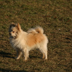 Adopt a dog:Sampson/Pomeranian/Male/Senior,True to little dogs, and Pomeranians alike, Sampson has a touch of Napoleon Complex, mixed with a pinch of cat-like persona: he will vie for your attention, wiggling his way to get some quality petting, and at a drop of a hat, decide that he no longer wants to be bothered by your nagging, and he has more important things to do, elsewhere. 

Sampson will need an understanding, tolerant home; void of young, exuberant kids, and preferably without other nuisance dogs (his words, not ours!).

Sampson has a long history of being bounced around from home to home, to shelter, to rescue, to foster home, back to rescue, and finally threatened with being permanently given up on. We don't believe he deserves that at all, and so he's patiently waiting for his turn to find his furever home.