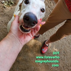 Adopt a dog:DOT/Greyhound/Male/Adult,Children 8 and older for all of our dogs, no exceptions. 
Application to adopt is located on the website www.foreverhomegreyhounds.com

DOT, is a beautiful white male with brindle ears and a brindle kissing spot on his head. 
DOT is 2 1/2 years old, and a real sweetheart ?