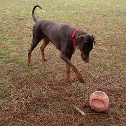 Adopt a dog:Jessie/Doberman Pinscher/Female/Adult,Please click our link to download our adoption application if you are interested in giving Jessie her 