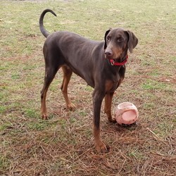 Adopt a dog:Jessie/Doberman Pinscher/Female/Adult,Please click our link to download our adoption application if you are interested in giving Jessie her 
