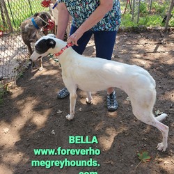 Adopt a dog:BELLA/Greyhound/Female/Adult,Children 8 and above for all of our dogs, no exceptions. 
Application to adopt located on our website www.foreverhomegreyhounds.com

BELLA, a 2 yr old white female with  black on one side of her face. 
Kinda shy at first but once she warms up, she's quite the character.