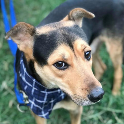 Adopt a dog:Hedley/Australian Kelpie/Male/Young,weet 38lb, 2 years old boy, neutered, all shots, looking for loving home. we are only able to answer emails that include zip code, phone number, previous dog experience and expectation/wish list of new dog.
All dogs are fostered in private homes, there is no facility open to public. Home visit would be arranged for matched application.
We encourage everyone to visit public shelters, and save another dog's life.