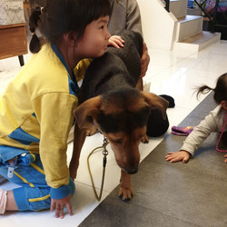 Adopt a dog:Hedley/Australian Kelpie/Male/Young,weet 38lb, 2 years old boy, neutered, all shots, looking for loving home. we are only able to answer emails that include zip code, phone number, previous dog experience and expectation/wish list of new dog.
All dogs are fostered in private homes, there is no facility open to public. Home visit would be arranged for matched application.
We encourage everyone to visit public shelters, and save another dog's life.