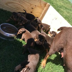 Puppies Kelpie/Stumpy Tail Smithfield for sale/Australian Kelpie/Male/Female/Younger Than Six Months,For Sale, 10 Kelpie/Stumpy Tail Smithfield Puppies.3 Stumpy Tail Boys.1 Stumpy Tail Girl.3 Boys with Tails.3 Girls with Tails.Wormed,Vacinated & Microchipped, available from Friday 4/9/2020.No Holds.