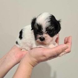 Maltese shitzu shi tzu all male/Maltese//Younger Than Six Months,5 x MALE maltese shih tzu pups for salePups are currently 4 weeks old and will be ready for there forever home on 25/9/2020All pups will be vaccinated, micro chipped, and have been wormed from 2 weeks of age.Pups are very cute and very snuggleyFor more info please phone, text or email me.Please note gumtree like to delete pup for sale adds due to puppy farms. Please save my number if you are genuinely interested.Last 2 pics are of mum and dad.CRM:0271757BIN0000764755062RPBA1688