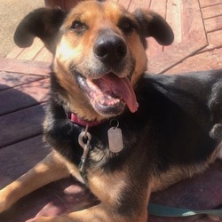 Adopt a dog:Cassidy/German Shepherd Dog/Female/Senior,Hi, I am Cassidy! I am a 7 year old, female GSD mix. Arent my ears cute? They add to my very loving and excitable nature. From what I hear, I am one of the volunteers favorites at the rescue! Just like my other fellow GSDs at the rescue, I have lots of energy and would do well with an active family, without children or female dogs. Though, I get along with most male dogs given proper introduction.
I am a cautious girl who takes time to warm-up to people, but once I trust you, look out, because youre in my circle forever! I do prefer female humans to males but can trust them over time.
Do you love to train? Then I am your girl. I am a quick learner and love to play, so I can catch onto obedience in no time. I am currently working on my barrier reactivity with a trainer at EDCGSR. He is helping me be the best I can be! If youre looking for a dog who is protective and loving, then I am the girl for you! Due to my quick reactions I need someone with experience working with dogs like that and no children. I'd prefer a calm quiet house hold. I'm spayed, HW negative, microchipped and current on all vaccinations. Please contact EDCGSR and fill out an application to meet me.
Minimum adoption donation: $250.00