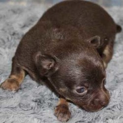 Bruno/Chihuahua/Male/,Hi, I'm Bruno! It's very nice to meet you. I'm a very outgoing puppy and I'm looking for a family where I would fit in! If you think you could be that family, then hurry up and pick me. I will be up to date on my vaccinations before coming home to you, so we can play as soon as I get there. I'm very excited about meeting my new family, so please don't make me wait too long!