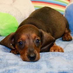 Ezekial/Dachshund/Male/,“Look at me! I am probably the cutest, little puppy you ever did see. Everyone that sees me always tells me how beautiful I am, and they can’t help but shower me with love, hugs, and kisses. I’m hoping that one day you’ll be able to do the same. I love to play and I can even take a nap with you. Pick me! I’m ready to share my love. I am current on my vaccinations and vet checked from head to tail, so when I see you I will be as healthy as can be.”