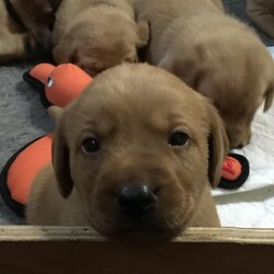 Stunning Fox Red Labrador KC Puppy For Sale/Labrador/Male/5 weeks,All puppies now reserved 
Very excited to announce the safe arrival
of 9 stunning Fox Red puppies on the 10th August, 5 dogs & 4 bitches
Bracken (Sabriverna Because of Love) our beautiful Fox Red Lab has had her first litter. Bracken is the most loveable kind natured, clever dog and fantastic with kids. Bracken lives in the house but is also a working dog at local shoots and has a passion for swimming. Bracken has an exceptional pedigree with many Field Trial Champions in her 5 Generation Pedigree. Bracken has clear eye score, 0 elbow score, 5/5 hip score, PRA, CNM, HNPK and SD2 clear medical history. The Sire is Arcklebear Caribou FTW (Ted) who is the most stunning Fox Red dog you will see and something to watch in the future for becoming a Field Trial Champion, from Arklebear Gundogs. Ted is a super dog with an excellent 5 Generation Pedigree and many Field Trial Champions in his pedigree. Ted has a clear eye score, 0 elbow and a fantastic hip score 0/1. PRA, CNM, EIC, SD2 and clear medical history
Certificates for all tests can be viewed
Your Puppy will leave us with:
KC registration
4 weeks insurance
First vaccination
Microchipped
Wormed
Flead
Vet check
Puppy Contract
Puppy food
Blanket
First toy
Puppy pads
Mum and Dads Health tests
Continued advice and support.
Our outstanding litter are only available to the best homes so background questions will be asked please do not be offended.
It is our aim to see our outstanding litter go to outstanding new homes for life the welfare of the puppies is our highest priority.
To be considered for puppy reservations you will have passed the initial vetting process and provided a £500 non-refundable deposit.
Regular pictures/videos can be sent
Ready 8 weeks of age for their new 5-star homes.