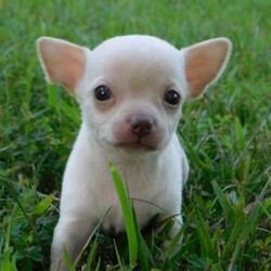 Junior/Chihuahua/Male/,Sweet puppy with lots of 