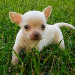 Junior/Chihuahua/Male/,Sweet puppy with lots of 