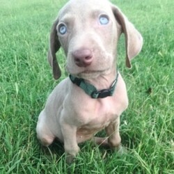 Frankie/Weimaraner/Male/,Hi there; my name is Frankie. I am silly and sweet as can be, and I am sure that I will make that perfect addition to your loving family. My favorite things to do are giving kisses, napping, and of course being a great friend. I am a very happy puppy as you can tell. I know I will make you smile. I am looking forward to going to my new home. I will be sure to be up to date on my puppy vaccinations and vet checked from head to tail, so we can go on those long walks together. If you are looking for a puppy that will make you laugh and smile, then look no further. I am the best at making people smile.