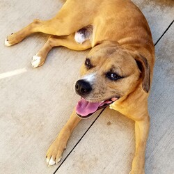 Adopt a dog:Brutus/Mixed Breed/Male/Adult,Introductions are in order for our Brutus, a romping, stomping brown - Pit Bull Mix.  Brutus would love a big back yard to roam and play around in, also he loves taking long walks!  He does get along with other dogs, and has fun playing fetch.  We are asking for him to be in a household of kids over the age of 10, Brutus just doesn't have the patience for little children.  Come see this charmer today!