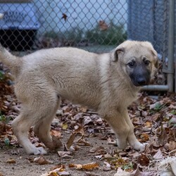 Adopt a dog:Bly/Anatolian Shepherd/Male/Baby,Bly is a friendly pup who loves people and good with kids. He is going to be a large dog and is looking for a loving home. He also has two brothers who are also looking for a home. Come visit us at Rescue Right today, located at 402 Old Post Road in Bedford, NY 10506