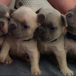 Adopt a dog:Adorable french bulldog puppies/French bulldog/Male/5 weeks,***2x Blue Fawn Boys £2500, 2x Lilac & Tan Boys £3000***

Friday 18th September saw the arrival of Cookies 6 outstanding quality healthy puppies 4 Boys 2 Girls (Girls Sold)
Both mom and dad are KC Registered.
Cookie the mother of puppies is a unique Platinum french bulldog, NO pied NO brindle. She is from a loving family home. Cookie loves interaction and is a very happy sociable frenchie she also loves other dogs. She is very affectionate, friendly and playful - Cookie is especially good with children. She is fully healthy checked and is all clear. She does not have any breathing difficulties.
The father is Tudor Houses very own stud Romeo (used to be named Archie) - he is an exceptional lilac and tan male. He is fully health tested. No pied NO brindle and carries one copy of mask-less. Romeo is fully health checked and also is DM CLEAR, JHC CLEAR, CMR1 CLEAR and HUU CLEAR. He has also has no breathing difficulties.
Puppy’s are being reared in loving happy home. Cookie is very attentive to her puppy’s and ensures the pups needs are fully met. The puppy’s are raised with guidance of professionals and local vets.
PRICE IS PER PUPPY
2x Blue Fawn GIRLS - £2600 (BOTH SOLD)
2x Lilac and Tan BOYS - £3000
2x Blue Fawn BOYS - £2500
PRICE IS PER PUPPY
???? MORE PICS TO FOLLOW????
To secure puppy a deposit of £500 must be paid prior that will be non refundable and taken off the full amount. Receipt will be provided. We are looking for loving homes for these puppy’s as that what they are used to. Mother can be met on visit.
When visiting your puppy due to COVID precautions we will ask you to wear mask & gloves. Video CCTV is in operation to secure our safety. ID to be sent over before visit ?
Puppy’s will come... 
Microchipped
Wormed
Vaccinated
KC registration
Blanket with mother’s scent on
Toy
1 x pack of food
To arrange a viewing or any questions please contact me