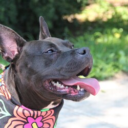 Trixie 43922/Pit Bull Terrier/Female/Adult Adopt a dog:Trixie 43922/Pit Bull Terrier/Female/Adult,Hey! My name is Trixie! I am a spunky girl hanging out at the AHS Shelters! I am a sultry, beautiful doggie with a gorgeous black coat and a cute little white patch by my heart! Three words to describe me are energetic, playful and lovable! I'm an affectionate girl who needs to be the apple of your eye, so I would do best as the only animal in a child free home. I love to get outside, play and soak up the sun running around to get some exercise. I'm yours for the taking, all you have to do is call!!!