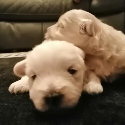 Adopt a dog:Westiepoo/Westiepoo/Male/3 weeks,I have 2 boy westiepoo pups
Only 3 weeks old at the moment before leaving pups will be fully up to date with wormer fled and will be microchipped and vet checked 
Can be seen with ivy there mum 
Is brung up in a family home with children and dog use to all the house hold nosies 
£500 to secure chosen pups
Viewing is welcomed  via home visit and face time any questions please do not hesitate to ask