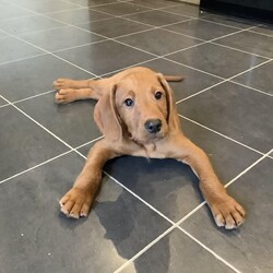 One Hungarian Vizsla X Minature Poodle Boy/Hungarian Vizsla X MinaturePoodles/Male/9 weeks,One Fox Red Boy Puppy Mum A Kc Registerd Red Hungarian Vizsla Dad A Kc Registered Apricot Minature Poodle Puppy Is Well Socialised With Other Dogs And Children And Will Make Very Loyal And Loven Pet Wormed Deflead Ready To Leave To His  New Home