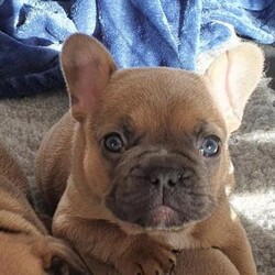 Adopt a dog:Chunky champ lines FB looking for his fur ever family/French Bulldog/Male/6 weeks,Our beautiful KC reg FB pup is looking for his fur ever family. Last one left of his litter. He's a very handsome boy, stocky in structure, and a beautiful colour. 

Mum is our family pet, Blue Fawn - 