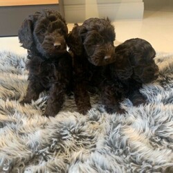 Adopt a dog:Rare Solid Chocolate Schnoodle Puppies Available To Go Home Next Week//Male/Female/Younger Than Six Months,We have gorgeous rare Chocolate Miniature Schnoodle puppies available to go home from the 4/11/2020. The puppies are solid chocolate in colour and are raised inside our home and are part of our family. Schnoodles are one of the most popular Oodle breeds as they are very intelligent, hypoallergenic and easy to train. The puppies will come microchipped, vaccinated, wormed, desexed and vet checked with vet certificate. There are male and female puppies available. Puppies are $6000 and we are happy to help organise interstate flights for your puppy.RPBA #507DACO180927