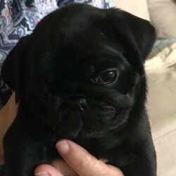 PRUEBRED PUGS/Pug//Younger Than Six Months,PRUEBRED PUGS.3x black males.2 x fawn males.Will be ready for new home 11th Dec.Happy to hold until Christmas Day.Will be wormed every 2 weeks.Vaccinated.Micro chippedVet checked.Pics of previous litter, mum and dad.Last two pic of pups now, two weeks old.Registered breederRPBA 1094.