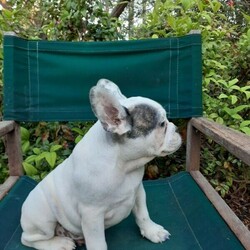 Adopt a dog:French Bulldog puppies/French Bulldog/Male/Female/Younger Than Six Months,French Bulldog puppies available,DNA clear parents,certificates can be shown for verification,Both parents have no health issues and are avialable when viewing the puppies2 X blue brindle pied males2 x brindle & white pied femalescream female also availableEnquires welcomebreeder NCDI 9002397
