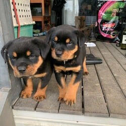 Adopt a dog:Rottweiler puppies/Rottweiler/Male/Female/Younger Than Six Months,Rottweiler Puppies, beautiful puppies. DOB 21/8/2020. Microchipped, vaccinated and vet checked. Micro no 991003000711415 /991003000711414/991003000711420/99100300071141. Registed breeder, breeder licsence number 2100009339, through dogs nsw. Contact Do