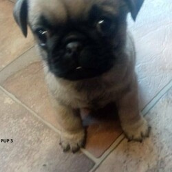 Adopt a dog:2 BEAUTIFUL FAWN PUGS -  2 BOYS. 1 BEAUTIFUL BLACK BOY PUG PUPS/Pug/Male/Younger Than Six Months,1 Black Male and 2 fawn male pug pups -READY FOR NEW HOMES 31ST OCT.Born 2nd Sept theese pups will be ready for their new homes on 31th OctTake NOTE non negotiable price is $4000 ea for the 2 FAWN boys and $3250 for the black boy (subject to conditions) - THAT MEANS NO OFFERS!Pups are raised in a household environment with lots of love and attention. These pups will come with limited register pedigrees from Dogs Qld (ANKC), will be wormed every 2 weeks, microchiped, had 1 st vaccination and vet checked before going to new homes.All pups will come with a puppy starter pack which contains a crate, with bedding, bag of dry food, tin of wet food, bowls, toys, treats etc. You are not being charged for the starter pack in the price of the pup - we supply this to ensure an easy transition to their new homes.Pups come with 6 weeks free Pet InsuranceCONTACT viewing is avaiable NOWWe can arrange interstate transport, at buyers expense - via road transport onlyBest contact is by phone between 7am-7pm only o491 676 425Dogs Qld Member 4100208367Breeder Supply Number : 0001161078832