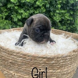 Pedigree Papered French Bulldog Pups/Other/Male/Female/Younger Than Six Months,I have for sale1x brindle female2x black brindle malesAll puppies are raised indoors in our family home, they will be well socialised with other dogs and children.The puppies will be fed a premium diet of royal canin biscuits and fresh mince.Puppies will all come vaccinated, microchipped, wormed every 2 weeks from birth and vet checked, they will also come with pedigree papers (mains may be considered)Mum is a very laid back easy going girl who has a very loving nature, absolutely loves kids and playing fetch.Dad is a beautiful blue brindle colour, very affectionate and full of energy .I am a registered breeder through MDBA , breeder number 15454.Puppies were born on 4.10.20 and will be ready for their new forever home at 8 weeks on the 29.11.20Please message via gumtree for further information regarding these beautiful puppies .