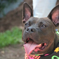Trixie 43922/Pit Bull Terrier/Female/Adult Adopt a dog:Trixie 43922/Pit Bull Terrier/Female/Adult,Hey! My name is Trixie! I am a spunky girl hanging out at the AHS Shelters! I am a sultry, beautiful doggie with a gorgeous black coat and a cute little white patch by my heart! Three words to describe me are energetic, playful and lovable! I'm an affectionate girl who needs to be the apple of your eye, so I would do best as the only animal in a child free home. I love to get outside, play and soak up the sun running around to get some exercise. I'm yours for the taking, all you have to do is call!!!