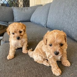 Tiny toy Cavoodle girls//Female/Younger Than Six Months,Registered breeder supply number BIN0005040570531Registered with Somerset regional council breeding association- rpba member number 137We have 2 little girls left from a litter of 4This is mums second litter and she is our much loved family pet. She has run of the house & yard, she is very loved and our puppies are brought up in our home with our children. So they are used to people and all kinds of noises etc they are very well adjusted and love to play!Mum is a red toy cavoodle weighing 4kg & dad is a red DNA clear pedigree toy poodle weighing 3.4kg so our puppies will stay small and not shed! They will be the perfect inside lap dog. Mum is available for viewing upon viewing the puppies.Our puppies come vaccinated, microchipped, vet checked & wormed. They are fed on Blackhawk puppy biscuits & They will also come with a little puppy pack with some things to get you started at home.We are located in Fernvale just outside of Ipswich.Registered breeder supply number BIN0005040570531Registered with Somerset regional council breeding association- rpba member number 137
