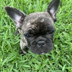 French Bulldog Pups/French Bulldog/Male/Female/Younger Than Six Months,Male French Bulldog. 1 of 5 pups. All vet checks done. 10 weeks old, Blue lines. Lovely Temperament. Ready for new home. 