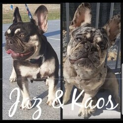 Adopt a dog:French bulldog purebred/French Bulldog//Younger Than Six Months,Purebred French bulldogs starting at $5.5k pet price only. Pedigree papers will be distributed on proof of desexed !!!I have 7 week old stunning purebred French bulldogs Looking for their forever homes.Male & female Black and TanMale & female choc & tan MerleFemale choc & tanThey are DNA clear by parentage, no health issues or allergies, short and cobby amazing structure all with gentle nature.Vaccinated, wormed microchipsregistered breeder with MDBA 13857Located Gold Coast. regionBIN Breeder identification number BIN0005902731483##deposit taken for Gisele##