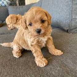 Tiny toy Cavoodle girls//Female/Younger Than Six Months,Registered breeder supply number BIN0005040570531Registered with Somerset regional council breeding association- rpba member number 137We have 2 little girls left from a litter of 4This is mums second litter and she is our much loved family pet. She has run of the house & yard, she is very loved and our puppies are brought up in our home with our children. So they are used to people and all kinds of noises etc they are very well adjusted and love to play!Mum is a red toy cavoodle weighing 4kg & dad is a red DNA clear pedigree toy poodle weighing 3.4kg so our puppies will stay small and not shed! They will be the perfect inside lap dog. Mum is available for viewing upon viewing the puppies.Our puppies come vaccinated, microchipped, vet checked & wormed. They are fed on Blackhawk puppy biscuits & They will also come with a little puppy pack with some things to get you started at home.We are located in Fernvale just outside of Ipswich.Registered breeder supply number BIN0005040570531Registered with Somerset regional council breeding association- rpba member number 137